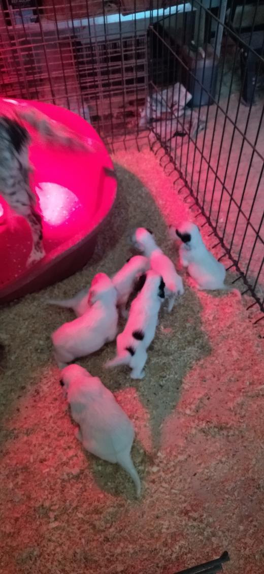 Chiot Setter Anglais Du Foyer Des Tricolors