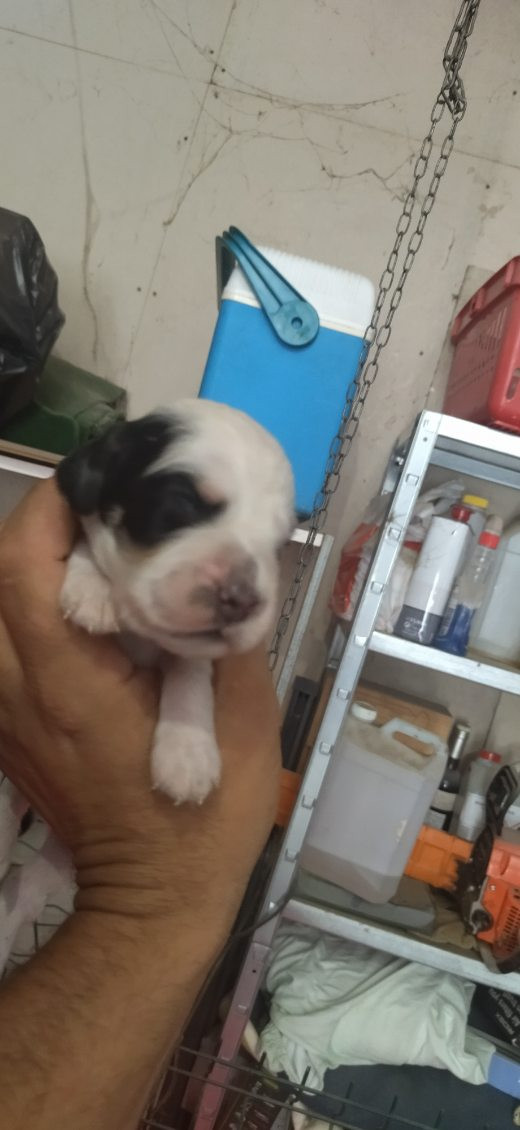 Du Foyer Des Tricolors - Chiots disponibles - Setter Anglais