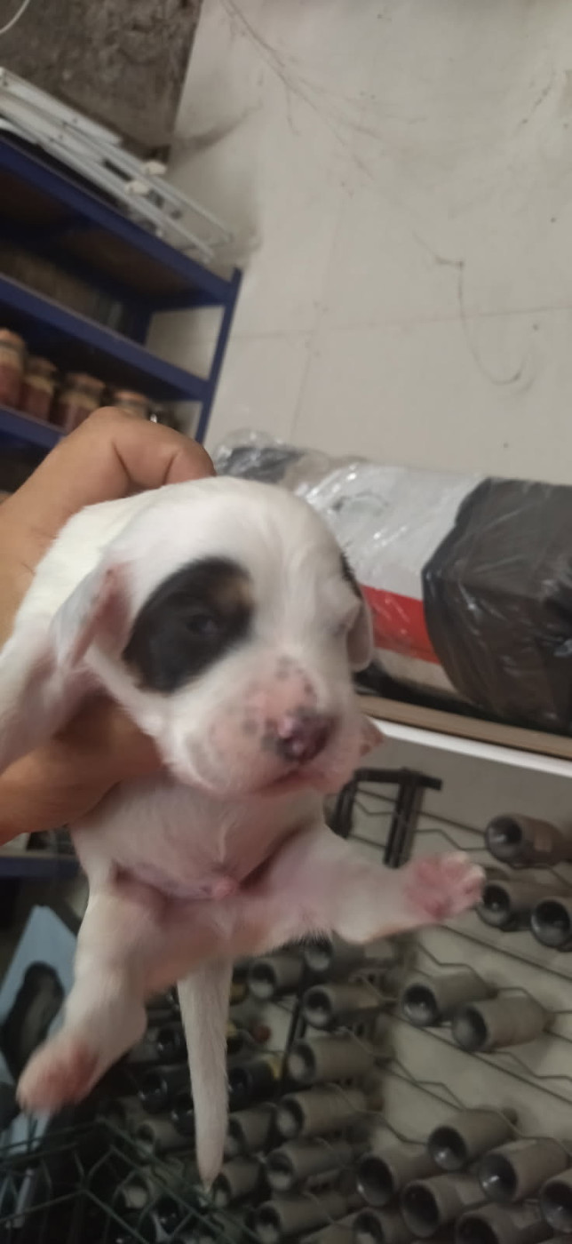 Du Foyer Des Tricolors - Chiots disponibles - Setter Anglais