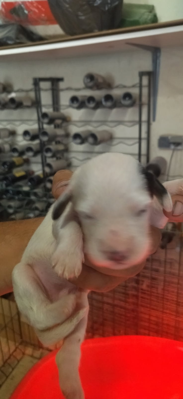 Du Foyer Des Tricolors - Chiots disponibles - Setter Anglais