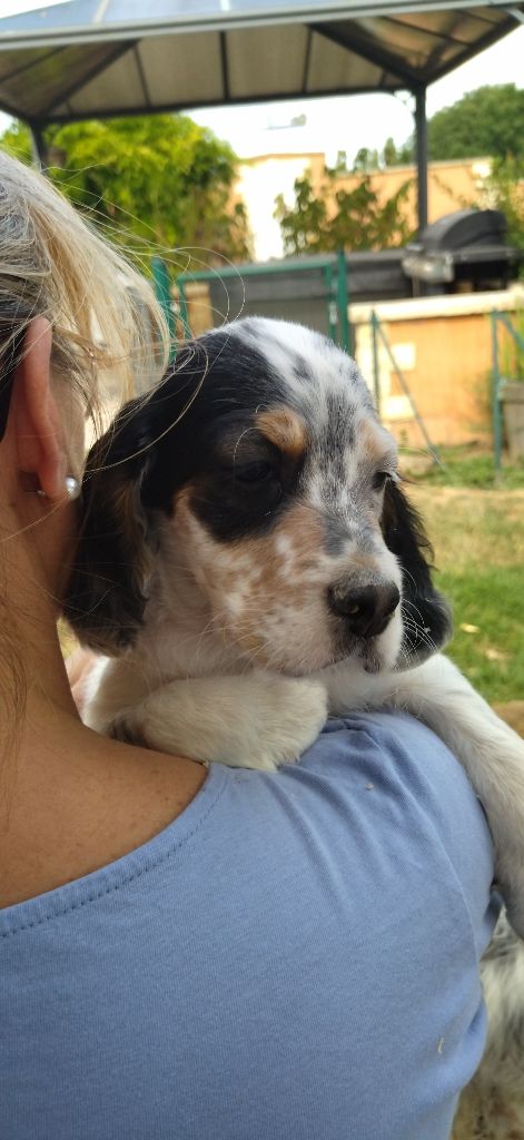 Du Foyer Des Tricolors - Chiots disponibles - Setter Anglais