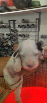 Chiot N°5