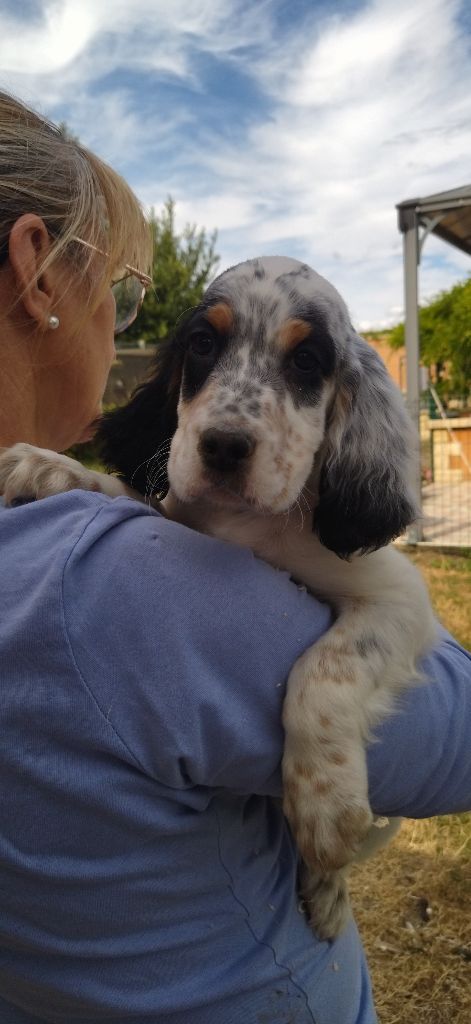 Du Foyer Des Tricolors - Chiots disponibles - Setter Anglais